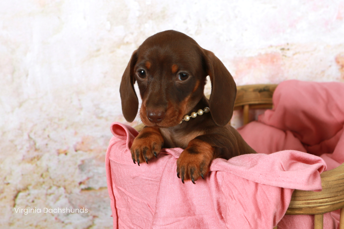 chocolate and tan girl