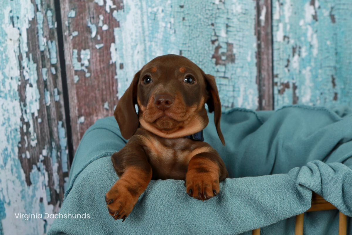 chocolate and tan boy