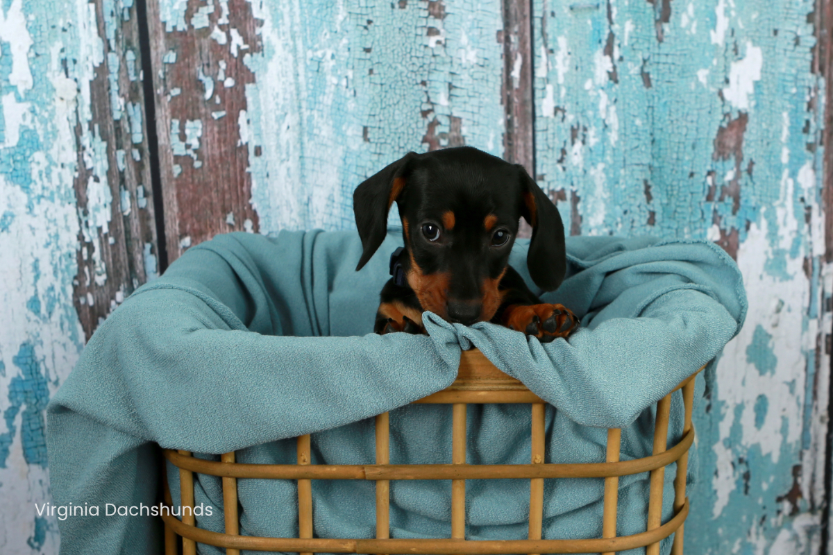 black and tan boy