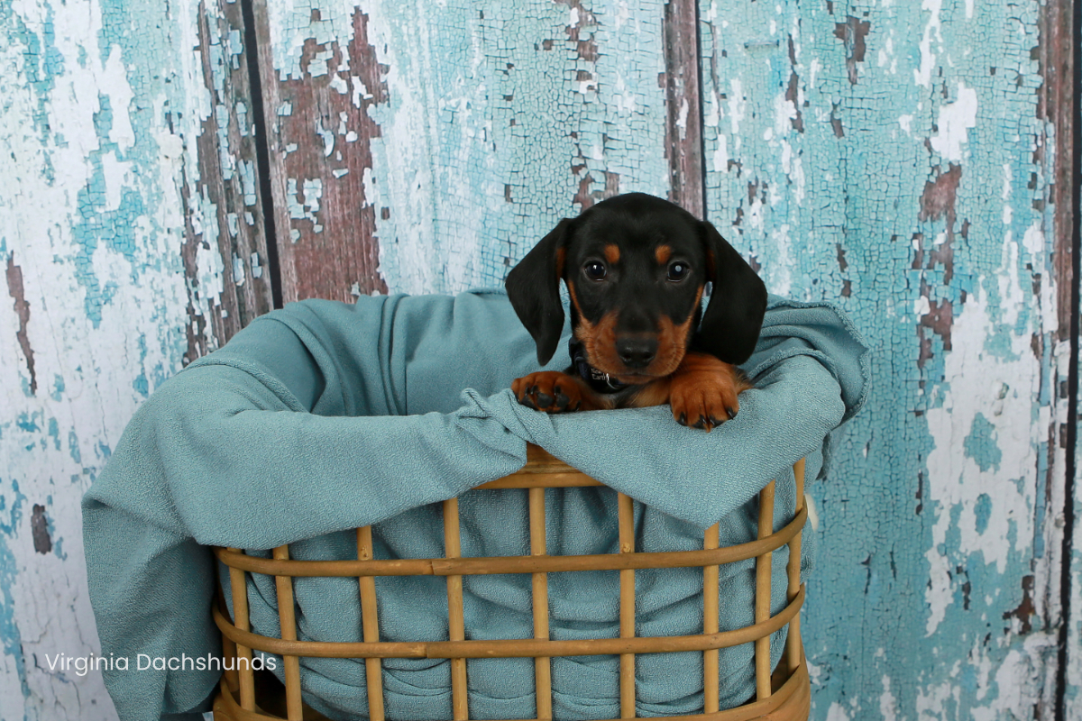 black and tan boy